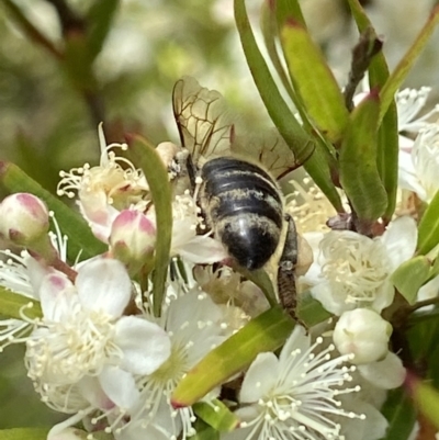 Apis mellifera (European honey bee) at Acton, ACT - 4 Jan 2022 by AJB