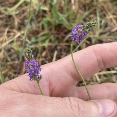 Cullen tenax (Tough Scurf-Pea) at Macgregor, ACT - 28 Jan 2022 by APB