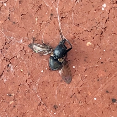 Unidentified True fly (Diptera) at Aranda, ACT - 27 Jan 2022 by KMcCue