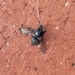 Unidentified True fly (Diptera) (TBC) at Aranda, ACT - 27 Jan 2022 by KMcCue