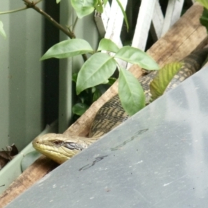 Tiliqua scincoides scincoides at Aranda, ACT - 28 Jan 2022