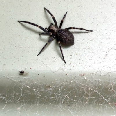 Badumna sp. (genus) (Lattice-web spider) at Aranda, ACT - 27 Jan 2022 by KMcCue