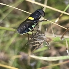 Odontomyia hunteri (Soldier fly) at Garran, ACT - 21 Jan 2022 by Tapirlord