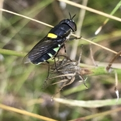 Odontomyia hunteri at Garran, ACT - 21 Jan 2022 11:39 AM