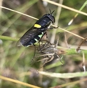 Odontomyia hunteri at Garran, ACT - 21 Jan 2022 11:39 AM