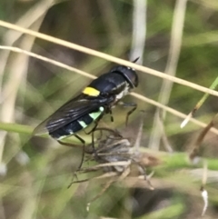 Odontomyia hunteri at Garran, ACT - 21 Jan 2022 11:39 AM