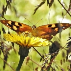 Heteronympha solandri (Solander's Brown) at Bimberi Nature Reserve - 27 Jan 2022 by JohnBundock