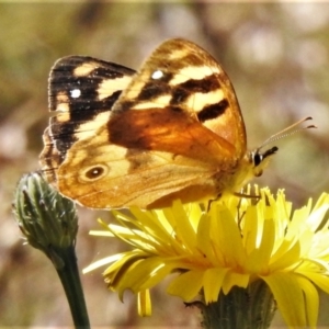 Heteronympha solandri at Bimberi, NSW - 27 Jan 2022 03:37 PM