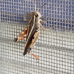 Phaulacridium vittatum (Wingless Grasshopper) at Numeralla, NSW - 28 Jan 2022 by Steve_Bok