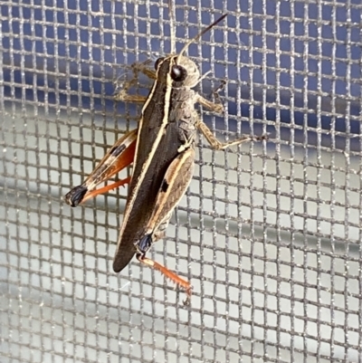Phaulacridium vittatum (Wingless Grasshopper) at Numeralla, NSW - 28 Jan 2022 by SteveBorkowskis
