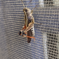 Phaulacridium vittatum at Numeralla, NSW - suppressed