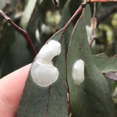 Lasiopsylla sp. (genus) (Psyllid or Lerp insect) at Red Hill Nature Reserve - 21 Jan 2022 by Tapirlord