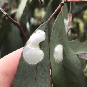 Lasiopsylla sp. (genus) at Garran, ACT - 21 Jan 2022