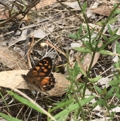 Geitoneura klugii (Marbled Xenica) at Red Hill Nature Reserve - 21 Jan 2022 by Tapirlord