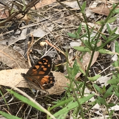 Geitoneura klugii (Marbled Xenica) at Red Hill Nature Reserve - 21 Jan 2022 by Tapirlord