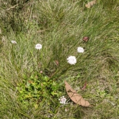 Trachymene humilis subsp. humilis (Alpine Trachymene) at Namadgi National Park - 27 Jan 2022 by WalterEgo
