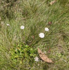 Trachymene humilis subsp. humilis (Alpine Trachymene) at Tennent, ACT - 27 Jan 2022 by WalterEgo