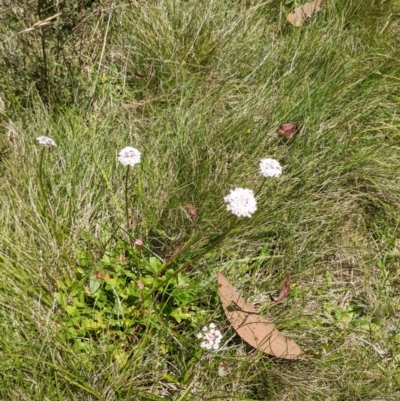 Trachymene humilis subsp. humilis (Alpine Trachymene) at Namadgi National Park - 27 Jan 2022 by WalterEgo