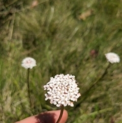 Trachymene humilis subsp. humilis at Tennent, ACT - 27 Jan 2022