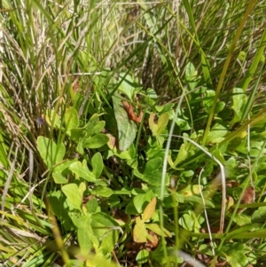 Trachymene humilis subsp. humilis at Tennent, ACT - 27 Jan 2022