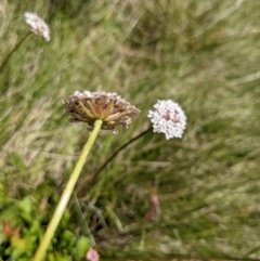 Trachymene humilis subsp. humilis at Tennent, ACT - 27 Jan 2022 12:49 PM