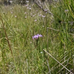Epilobium billardiereanum subsp. hydrophilum at Namadgi National Park - 27 Jan 2022 by WalterEgo
