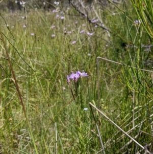 Epilobium billardiereanum subsp. hydrophilum at Tennent, ACT - 27 Jan 2022