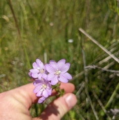 Epilobium billardiereanum subsp. hydrophilum at Tennent, ACT - 27 Jan 2022