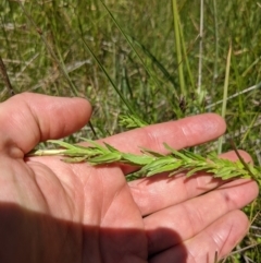 Epilobium billardiereanum subsp. hydrophilum at Tennent, ACT - 27 Jan 2022 12:47 PM