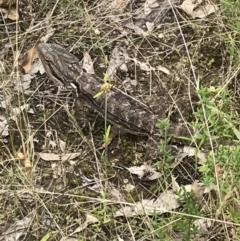 Pogona barbata (Eastern Bearded Dragon) at Red Hill Nature Reserve - 21 Jan 2022 by Tapirlord