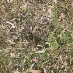 Pogona barbata at Garran, ACT - suppressed