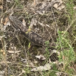 Pogona barbata at Garran, ACT - suppressed