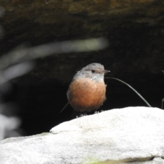 Origma solitaria (Rockwarbler) at Welby - 28 Jan 2022 by GlossyGal