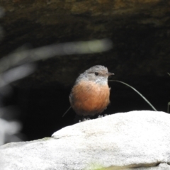 Origma solitaria (Rockwarbler) at Welby, NSW - 27 Jan 2022 by GlossyGal