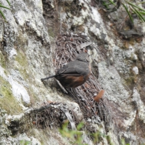 Origma solitaria at Welby, NSW - suppressed