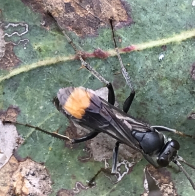 Calopompilus sp. (genus) (Spider wasp) at Red Hill Nature Reserve - 21 Jan 2022 by Tapirlord