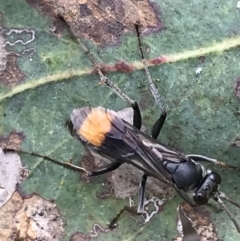 Calopompilus sp. (genus) (Spider wasp) at Garran, ACT - 21 Jan 2022 by Tapirlord