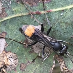 Calopompilus sp. (genus) at Garran, ACT - 21 Jan 2022