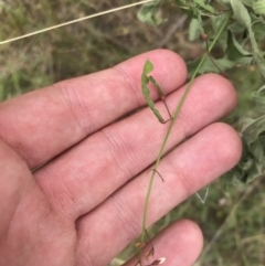 Grona varians (Slender Tick-Trefoil) at Red Hill Nature Reserve - 21 Jan 2022 by Tapirlord