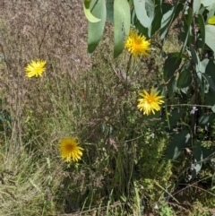 Microseris lanceolata (Yam Daisy) at Tennent, ACT - 27 Jan 2022 by WalterEgo