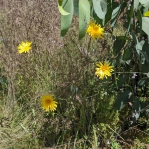 Microseris lanceolata at Tennent, ACT - 27 Jan 2022