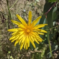 Microseris lanceolata at Tennent, ACT - 27 Jan 2022