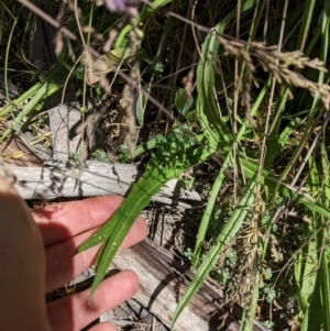 Microseris lanceolata at Tennent, ACT - 27 Jan 2022