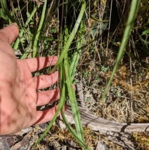 Microseris lanceolata at Tennent, ACT - 27 Jan 2022