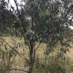 Eucalyptus bridgesiana (Apple Box) at Garran, ACT - 21 Jan 2022 by Tapirlord