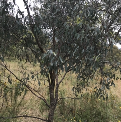Eucalyptus bridgesiana (Apple Box) at Red Hill Nature Reserve - 21 Jan 2022 by Tapirlord