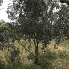 Eucalyptus bridgesiana at Red Hill Nature Reserve - 21 Jan 2022