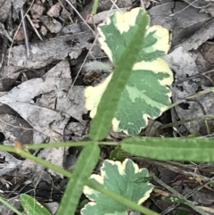 Hydrocotyle laxiflora (Stinking Pennywort) at Garran, ACT - 21 Jan 2022 by Tapirlord