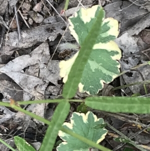 Hydrocotyle laxiflora at Garran, ACT - 21 Jan 2022