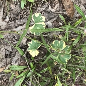 Hydrocotyle laxiflora at Garran, ACT - 21 Jan 2022